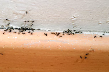 Ant Control Surrey Hills