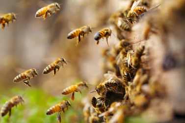 Bees Control Surrey Hills