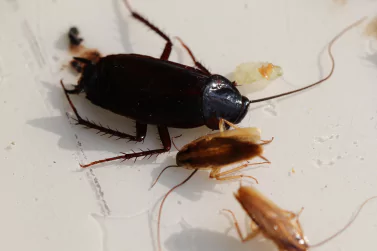 Cockroach Control Surrey Hills