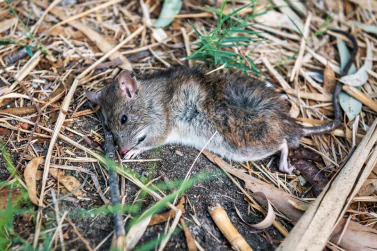 Dead Animal Removal Surrey Hills