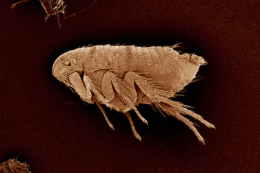 Flea Control Surrey Hills