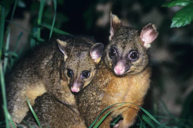 Possum Removal Surrey Hills