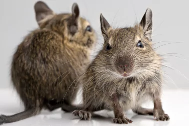 Rodent Control Surrey Hills