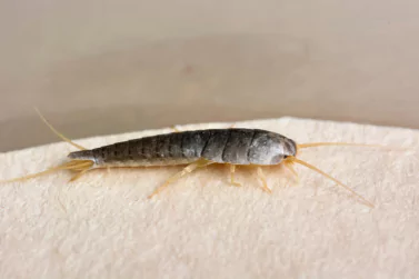 Silverfish Control Surrey Hills