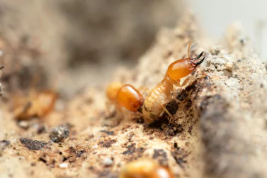 Termite Control Surrey Hills