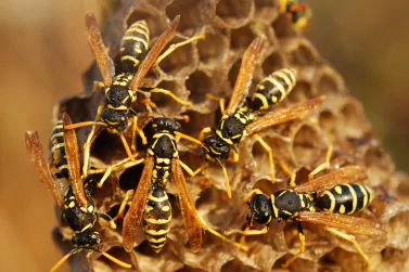 Wasp Control Surrey Hills